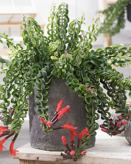 Aeschynanthus Twister Lipstick - ↑ 20-30 cm   - Size Ø 15 cm