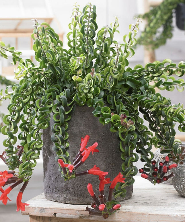 Aeschynanthus Twister Lipstick - ↑ 20-30 cm   - Size Ø 15 cm