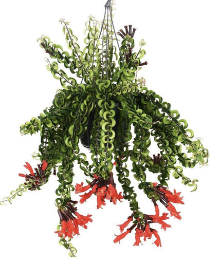 Aeschynanthus Twister Lipstick - ↑ 20-30 cm   - Size Ø 15 cm