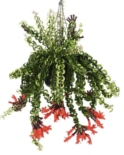 Aeschynanthus Twister Lipstick - ↑ 20-30 cm   - Size Ø 15 cm