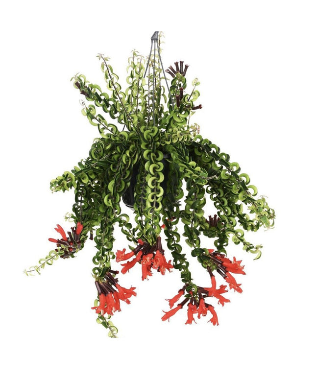 Aeschynanthus Twister Lipstick - ↑ 20-30 cm   - Size Ø 15 cm