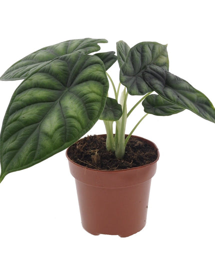 Alocasia Dragon Scale - ↑ 25-35 cm - Size Ø 12 cm