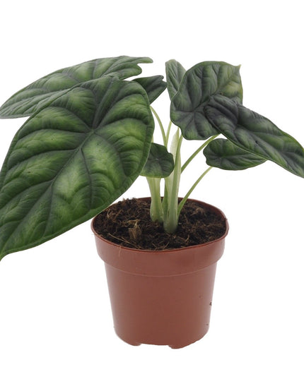 Alocasia Dragon Scale - ↑ 25-35 cm - Size Ø 12 cm