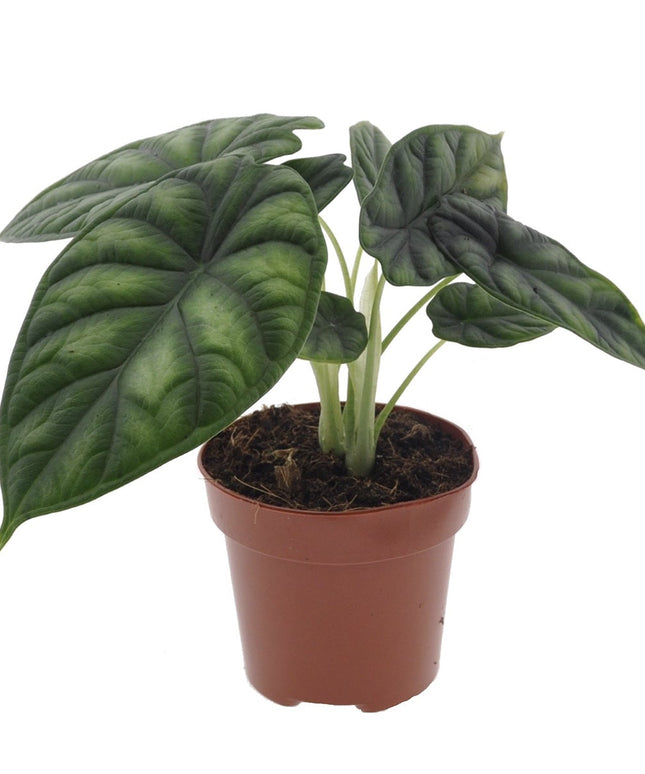 Alocasia Dragon Scale - ↑ 25-35 cm - Size Ø 12 cm
