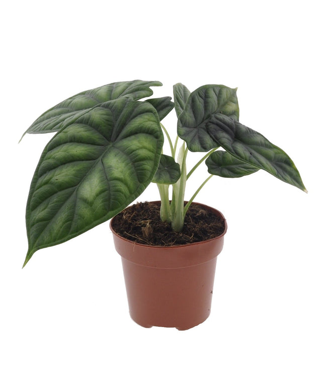 Alocasia Dragon Scale - ↑ 25-35 cm - Size Ø 12 cm