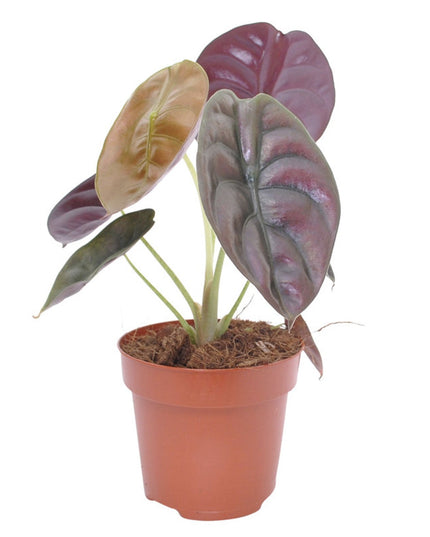 Alocasia Red Secret plant