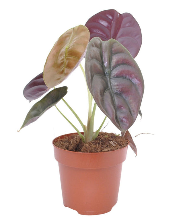 Alocasia Red Secret plant