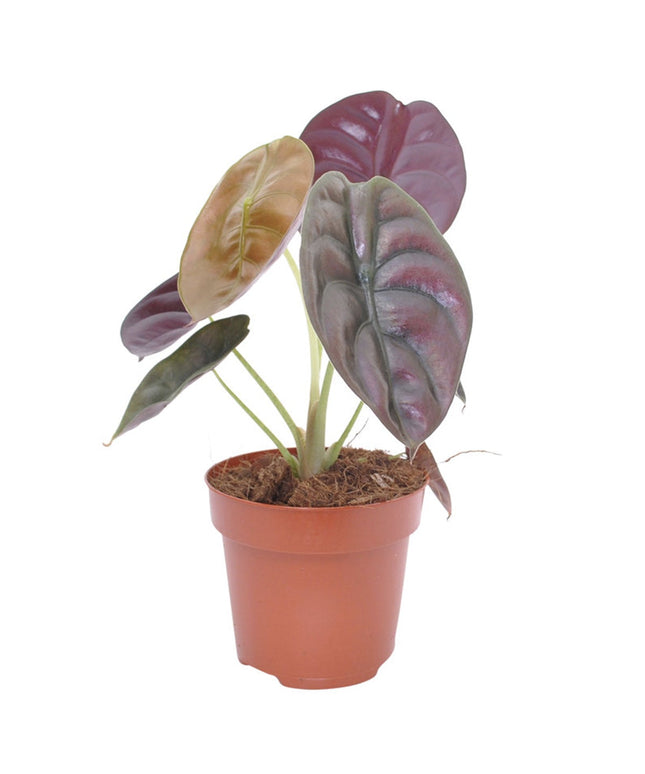 Alocasia Red Secret plant