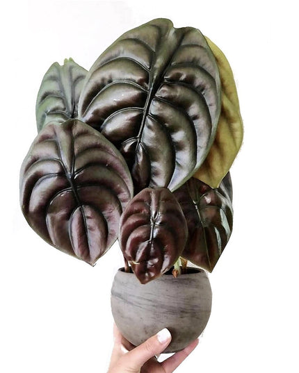 Alocasia Red Secret plant