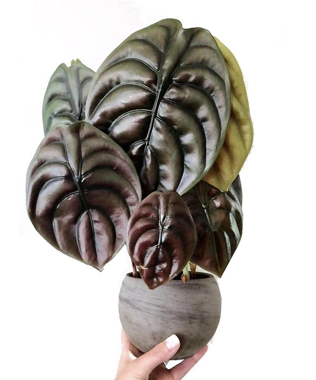 Alocasia Red Secret plant