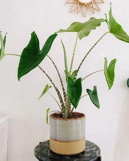 Alocasia Zebrina - Kamerplant - ↑ 60-70 cm - Potmaat Ø 17 cm