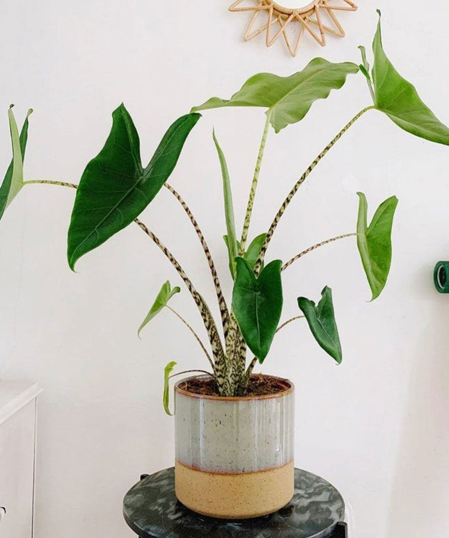 Alocasia Zebrina - Kamerplant - ↑ 60-70 cm - Potmaat Ø 17 cm