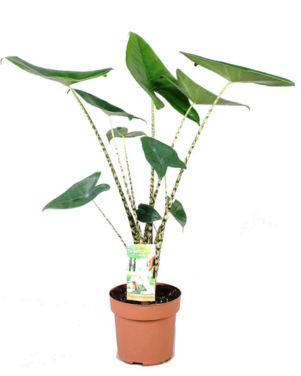 Alocasia Zebrina - Kamerplant - ↑ 60-70 cm - Potmaat Ø 17 cm