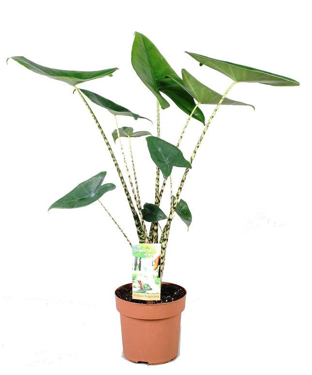 Alocasia Zebrina - Kamerplant - ↑ 60-70 cm - Potmaat Ø 17 cm