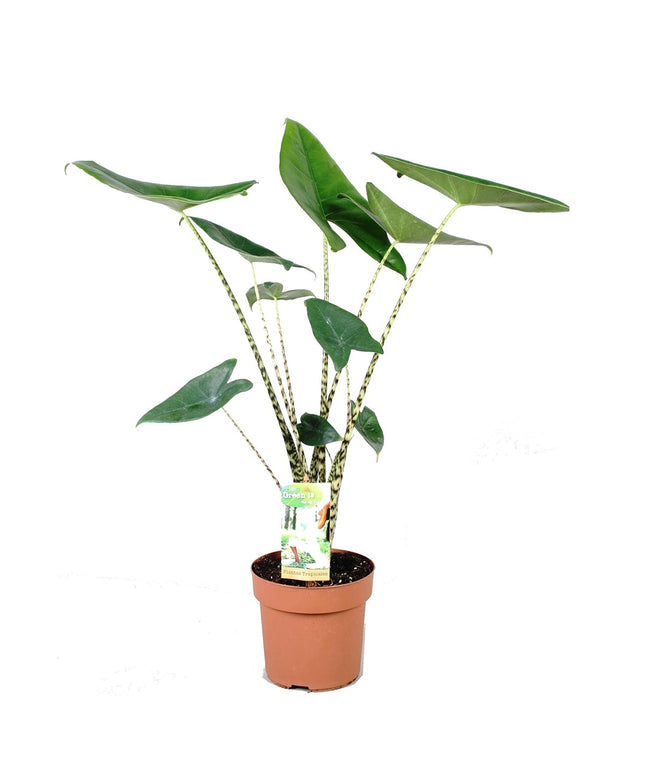 Alocasia Zebrina - Kamerplant - ↑ 60-70 cm - Potmaat Ø 17 cm