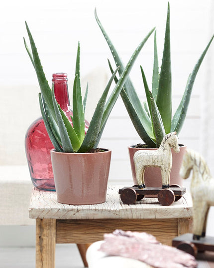 Aloë Vera planten - Set of 3 - ↑ 20 - 30 cm  - Size Ø 10,5 cm