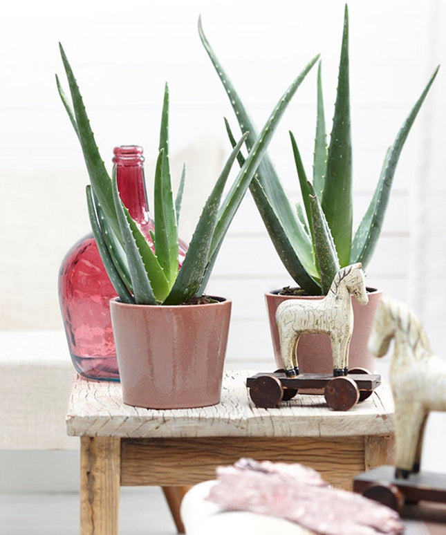 Aloë Vera planten - Set of 3 - ↑ 20 - 30 cm  - Size Ø 10,5 cm