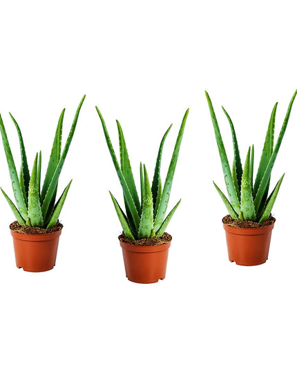 Aloë Vera planten - Set of 3 - ↑ 20 - 30 cm  - Size Ø 10,5 cm