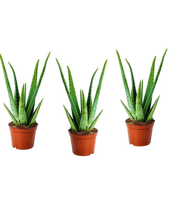 Aloë Vera planten - Set of 3 - ↑ 20 - 30 cm  - Size Ø 10,5 cm