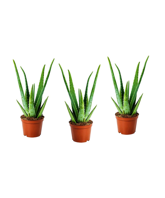 Aloë Vera planten - Set of 3 - ↑ 20 - 30 cm  - Size Ø 10,5 cm