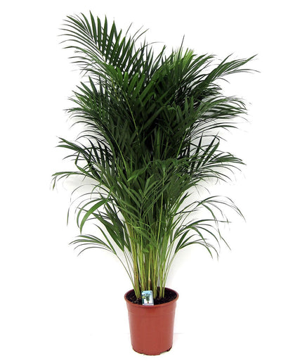 Areca Dypsis Lutescens - ↑ 100-120 cm - Size Ø 21 cm