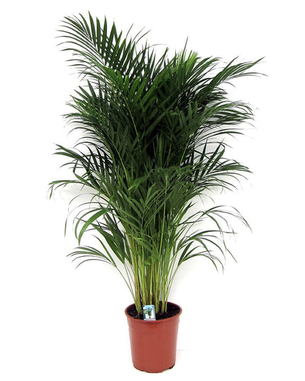Areca Dypsis Lutescens - ↑ 100-120 cm - Size Ø 21 cm