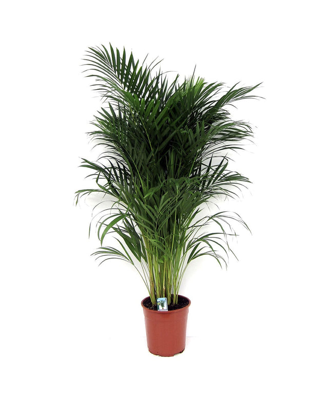 Areca Dypsis Lutescens - ↑ 100-120 cm - Size Ø 21 cm