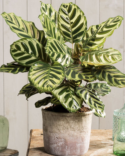 Calathea Makoyana - ↑ 40-50 cm  - Size Ø 21 cm