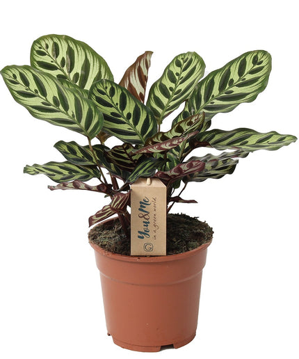 Calathea Makoyana - ↑ 40-50 cm  - Size Ø 21 cm