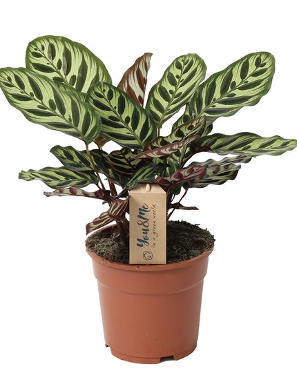 Calathea Makoyana - ↑ 40-50 cm  - Size Ø 21 cm