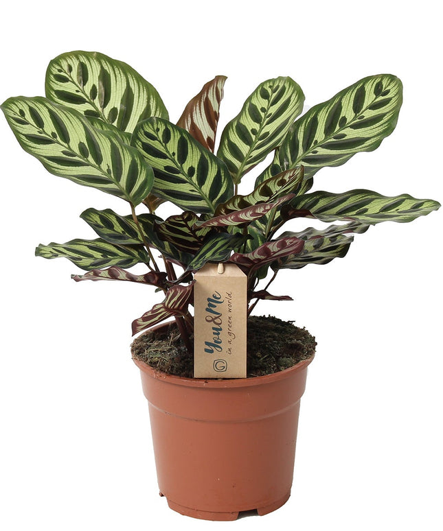 Calathea Makoyana - ↑ 40-50 cm  - Size Ø 21 cm