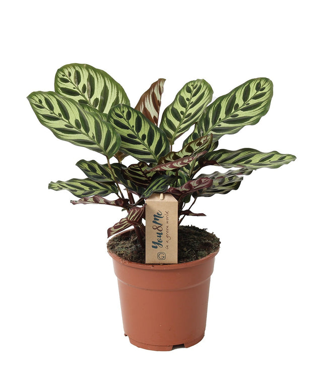 Calathea Makoyana - ↑ 40-50 cm  - Size Ø 21 cm