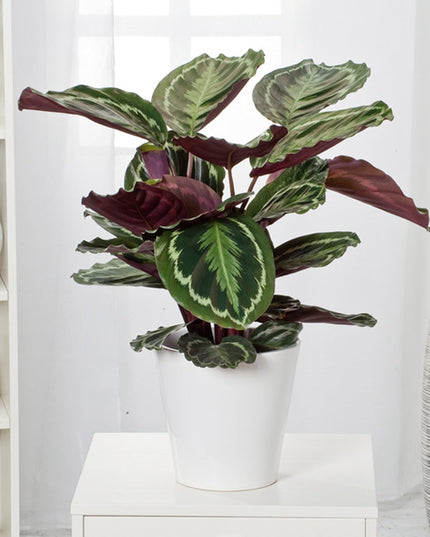 Calathea 'Marion' XL - ↑ 50-60 cm  - Size Ø 21 cm