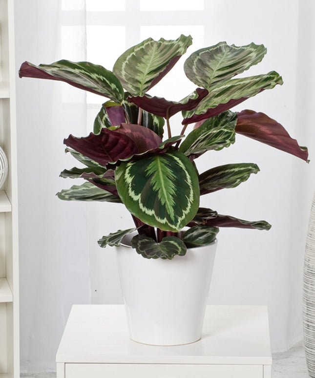 Calathea 'Marion' XL - ↑ 50-60 cm  - Size Ø 21 cm
