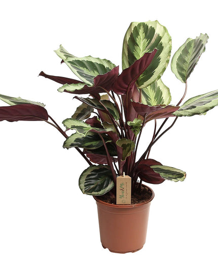 Calathea 'Marion' XL - ↑ 50-60 cm  - Size Ø 21 cm