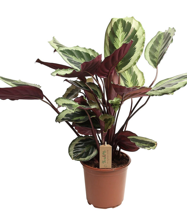 Calathea 'Marion' XL - ↑ 50-60 cm  - Size Ø 21 cm
