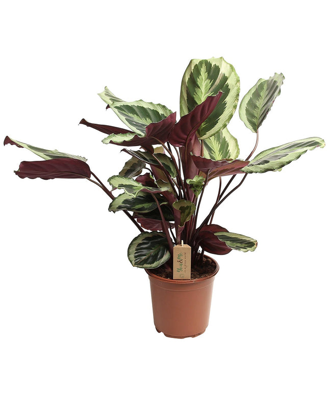 Calathea 'Marion' XL - ↑ 50-60 cm  - Size Ø 21 cm