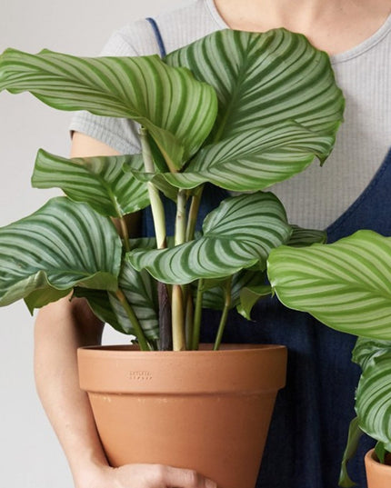Calathea Orbifolia - Pauwenplant - ↑ 50-60 cm  - Potmaat Ø 21 cm