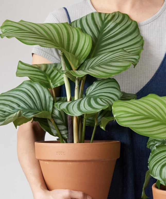 Calathea Orbifolia - Pauwenplant - ↑ 50-60 cm  - Potmaat Ø 21 cm