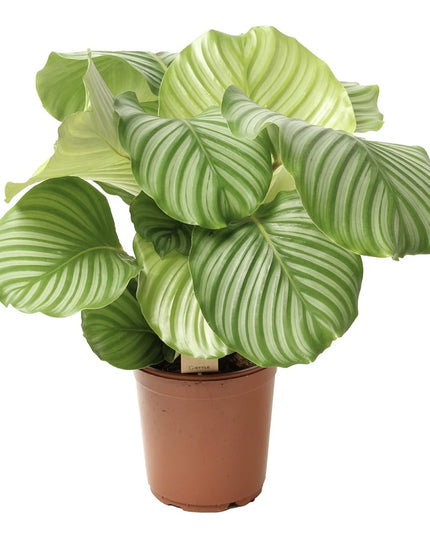 Calathea Orbifolia - Pauwenplant - ↑ 50-60 cm  - Potmaat Ø 21 cm