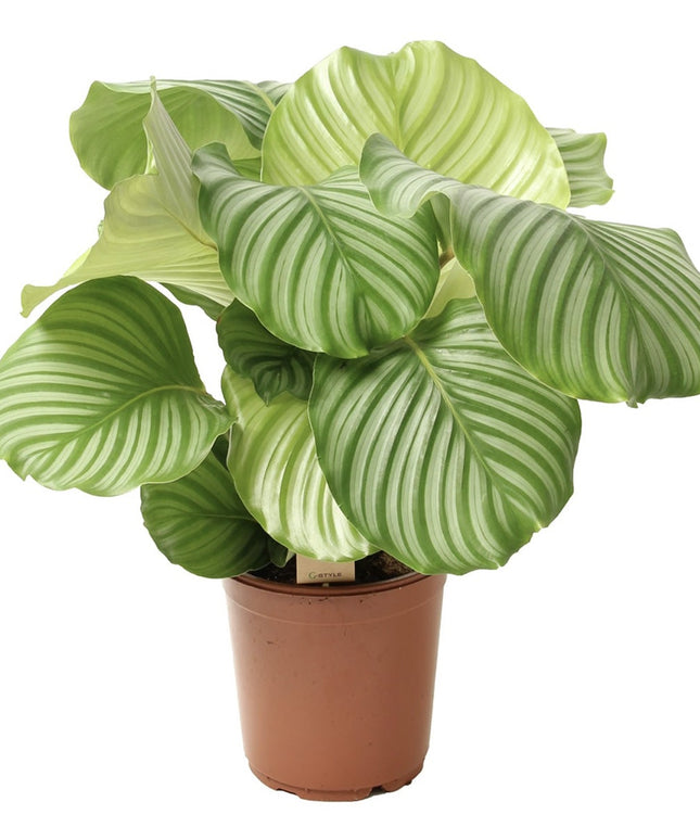Calathea Orbifolia - Pauwenplant - ↑ 50-60 cm  - Potmaat Ø 21 cm