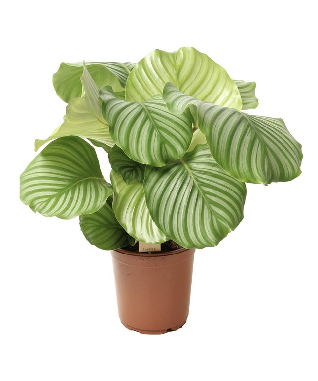 Calathea Orbifolia - Pauwenplant - ↑ 50-60 cm  - Potmaat Ø 21 cm