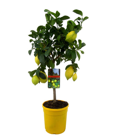 Citrus Limon tree - ↑ 60-70 cm - Size Ø 19 cm