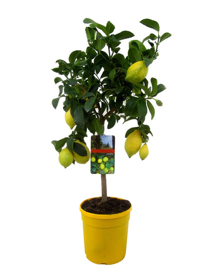 Citrus Limon tree - ↑ 60-70 cm - Size Ø 19 cm