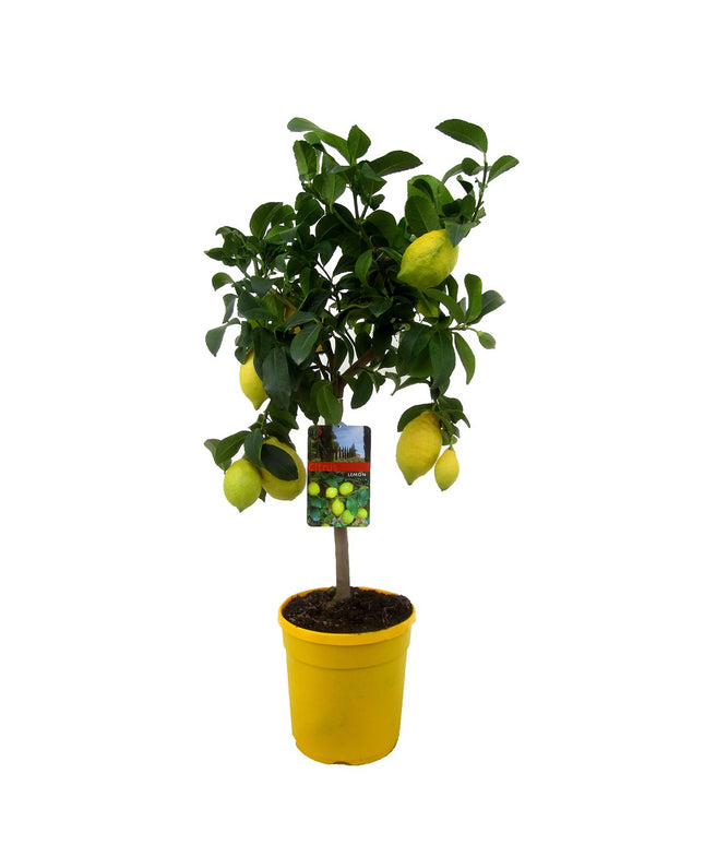 Citrus Limon tree - ↑ 60-70 cm - Size Ø 19 cm