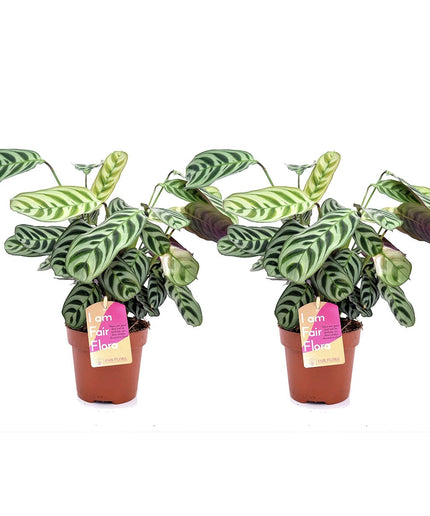 Ctenanthe - Set of 2 - ↑ 25-40 cm  - size Ø 12 cm