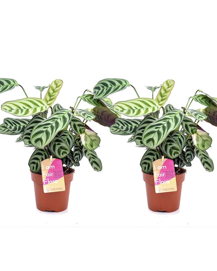 Ctenanthe - Set of 2 - ↑ 25-40 cm  - size Ø 12 cm