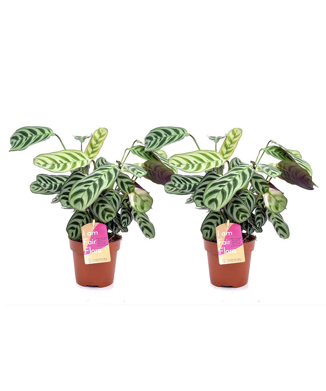 Ctenanthe - Set of 2 - ↑ 25-40 cm  - size Ø 12 cm