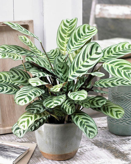 Ctenanthe - Set of 2 - ↑ 25-40 cm  - size Ø 12 cm
