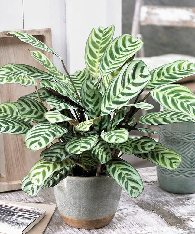 Ctenanthe - Set of 2 - ↑ 25-40 cm  - size Ø 12 cm